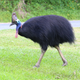 Dinosaurs among us? A free ranging Southern Cassowary (Casuarius casuarius) at Etty Bay, north Queensland, Australia. (Image: Summerdrought/Wikimedia)